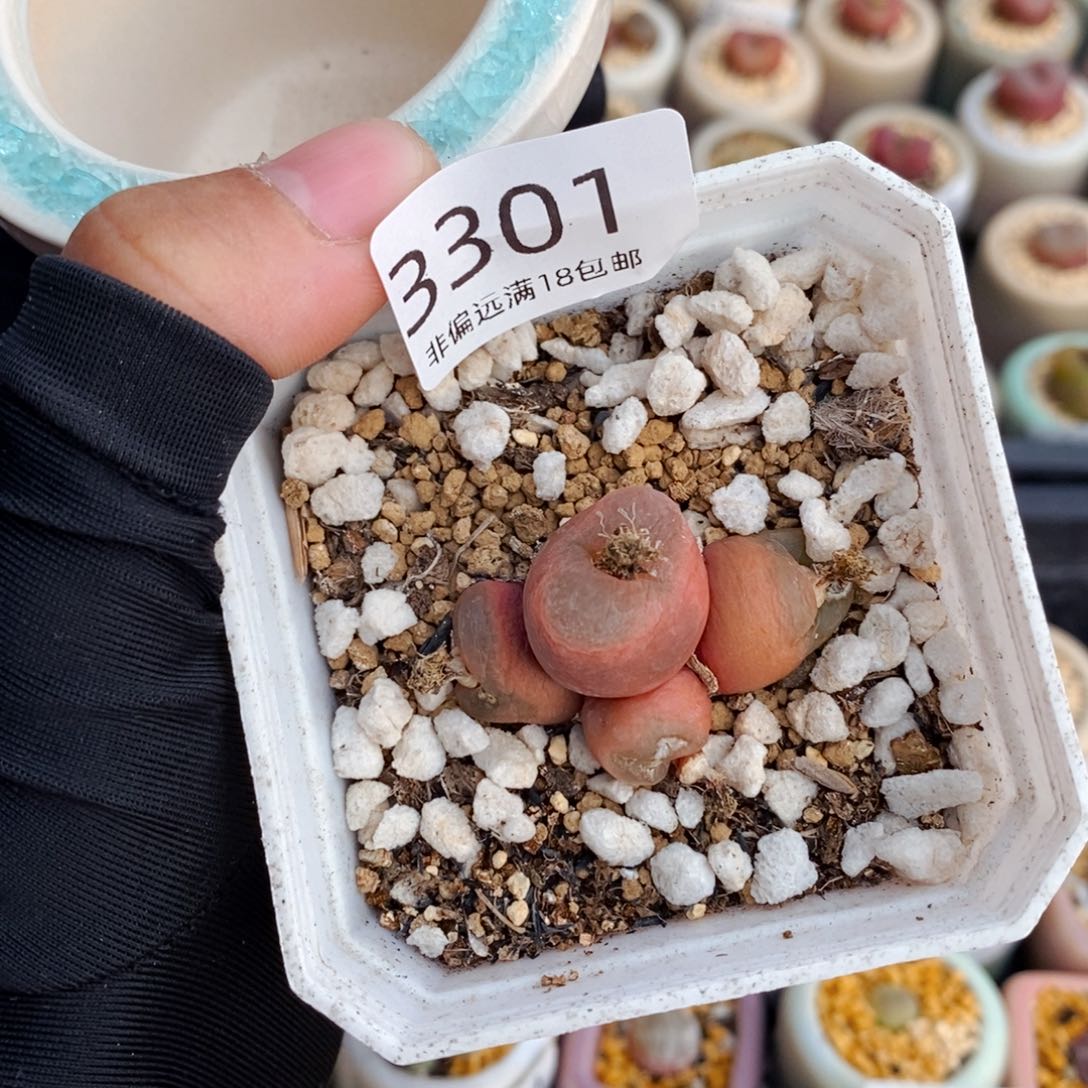 3301-一物一拍 带盆吕红