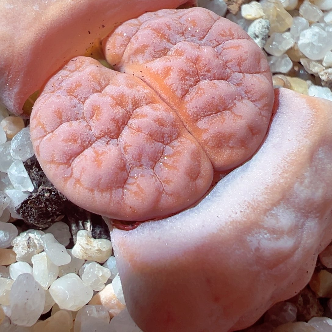 1226-689多肉多日拿铁