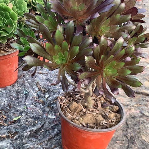 黑法师多肉植物法师71