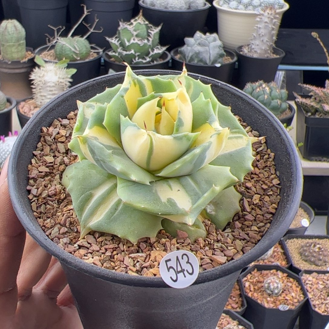 厚叶黄中斑龙舌兰一物一拍543