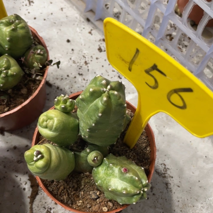 橙桃多头一物一拍156