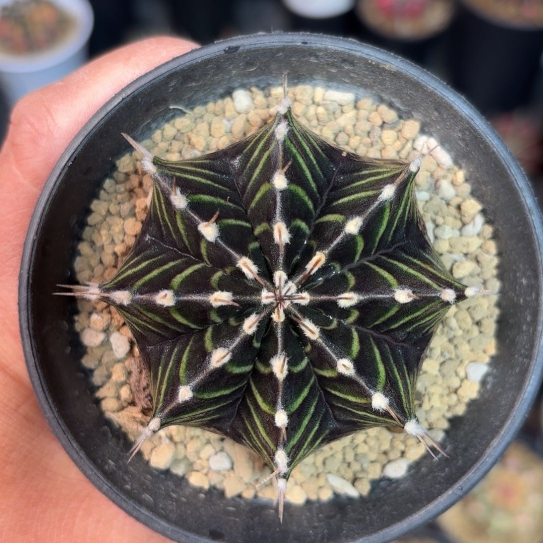 泰系实生米哈仙人球23