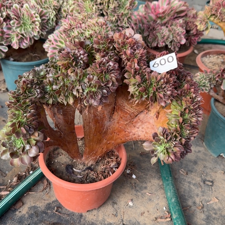 玫瑰法师锦缀化600