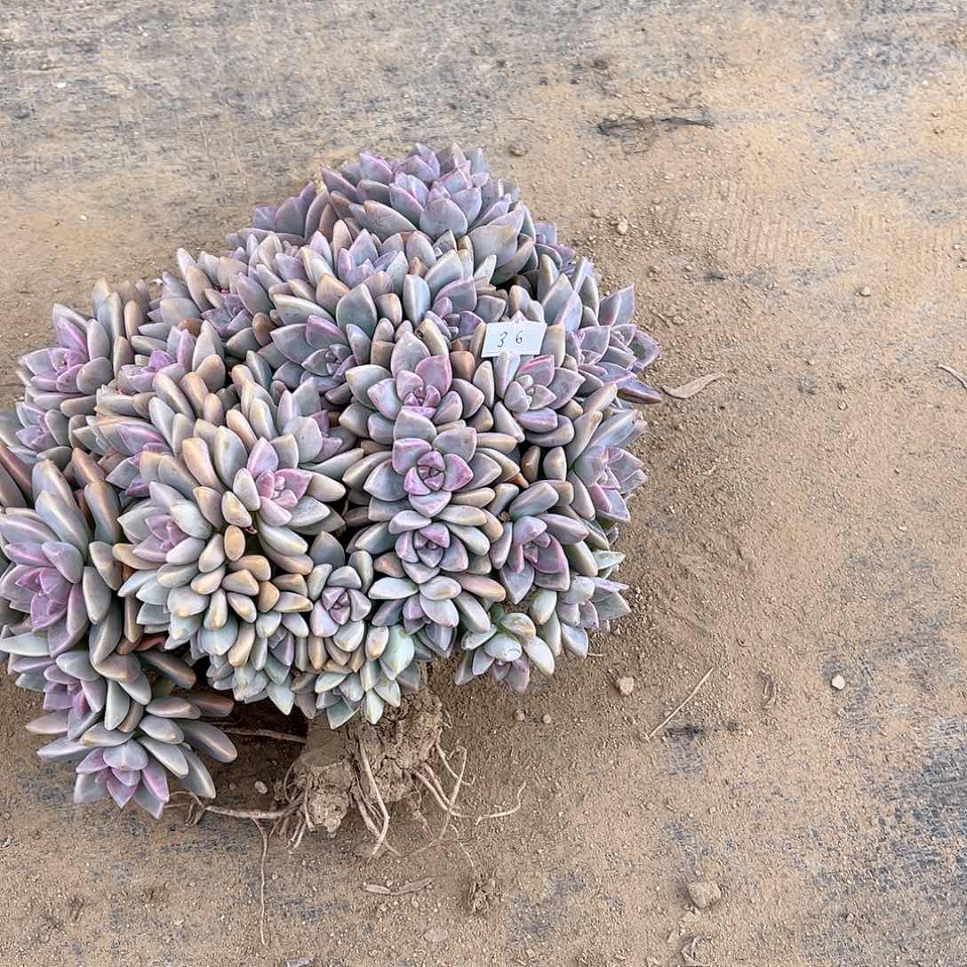 双***姐36号淡雪缀化一物一拍