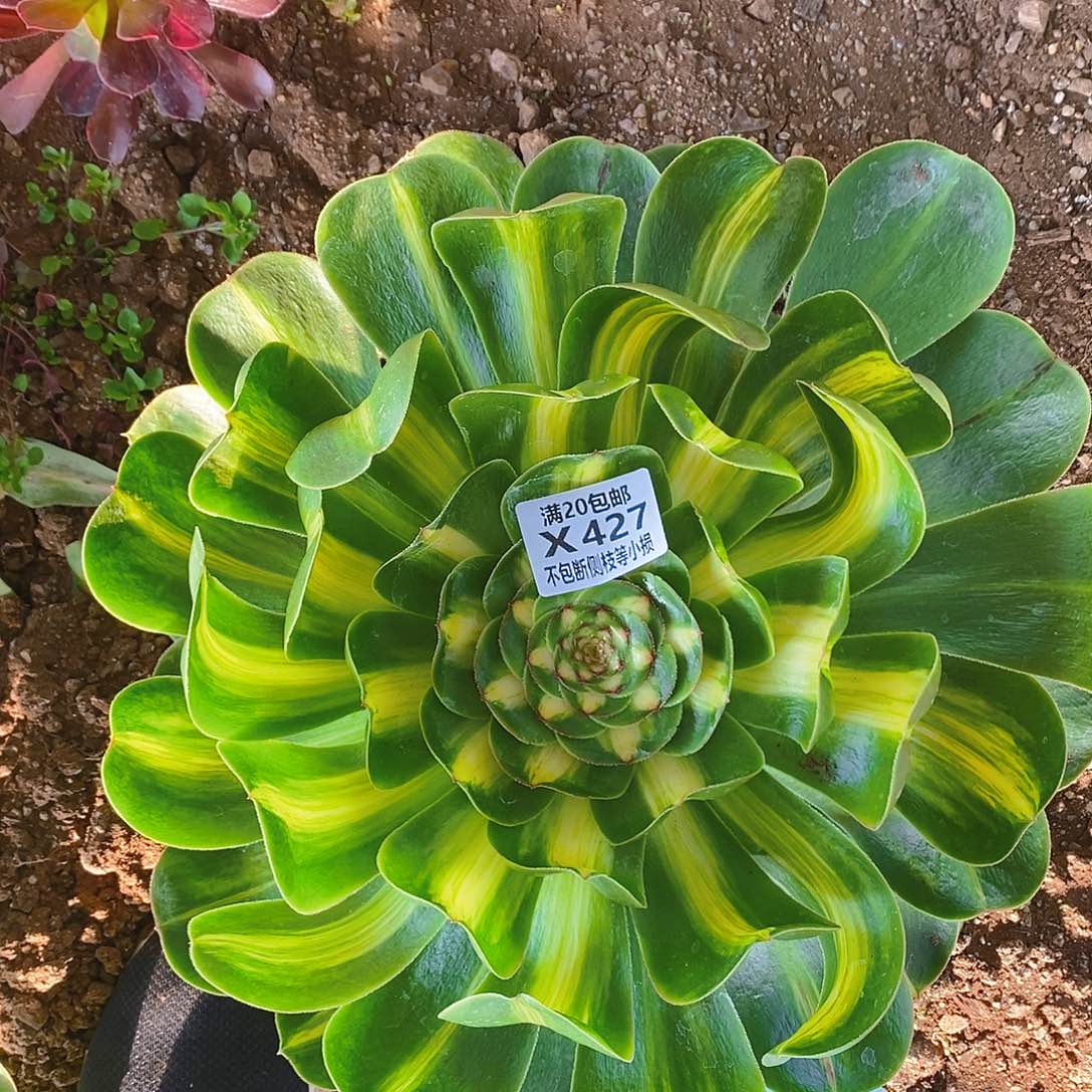 427暴君多肉法师锦叶片收到软榻