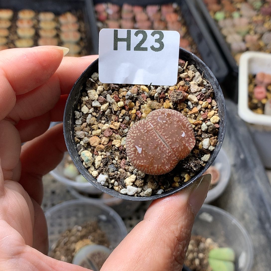 GG23多肉植物保护