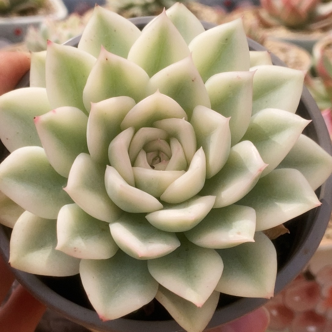 049宽锦月亮仙子锦锦锦锦