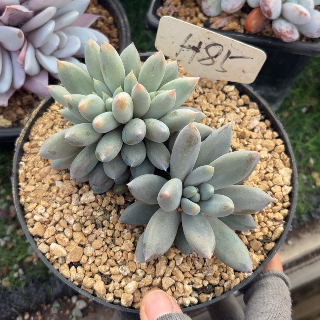 哥特缀88888888888多肉