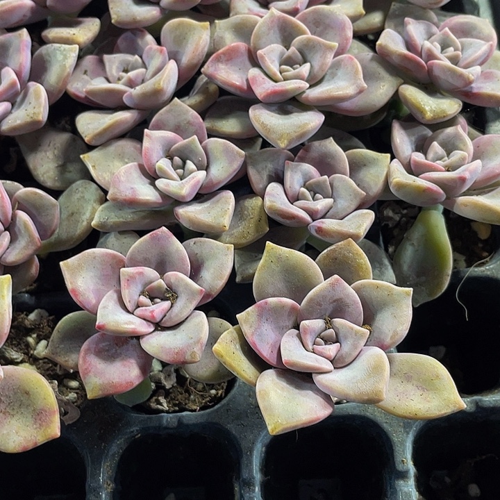 小紫乐1元带土发货