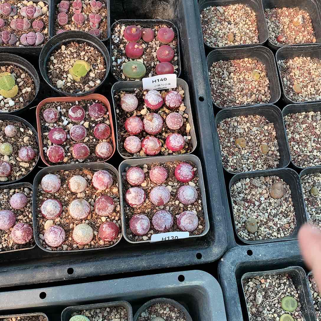 H140多肉植物保护