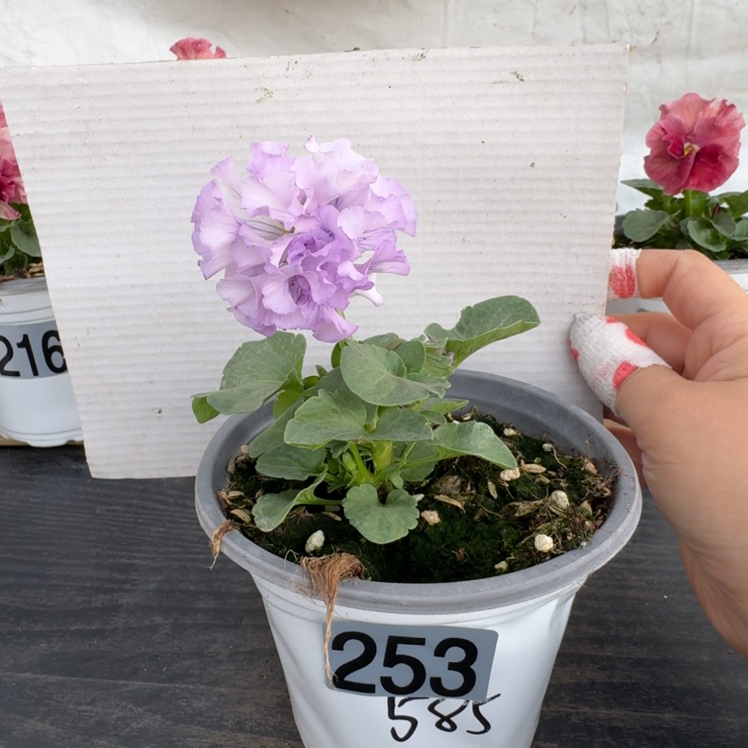 全部花朵253号角堇