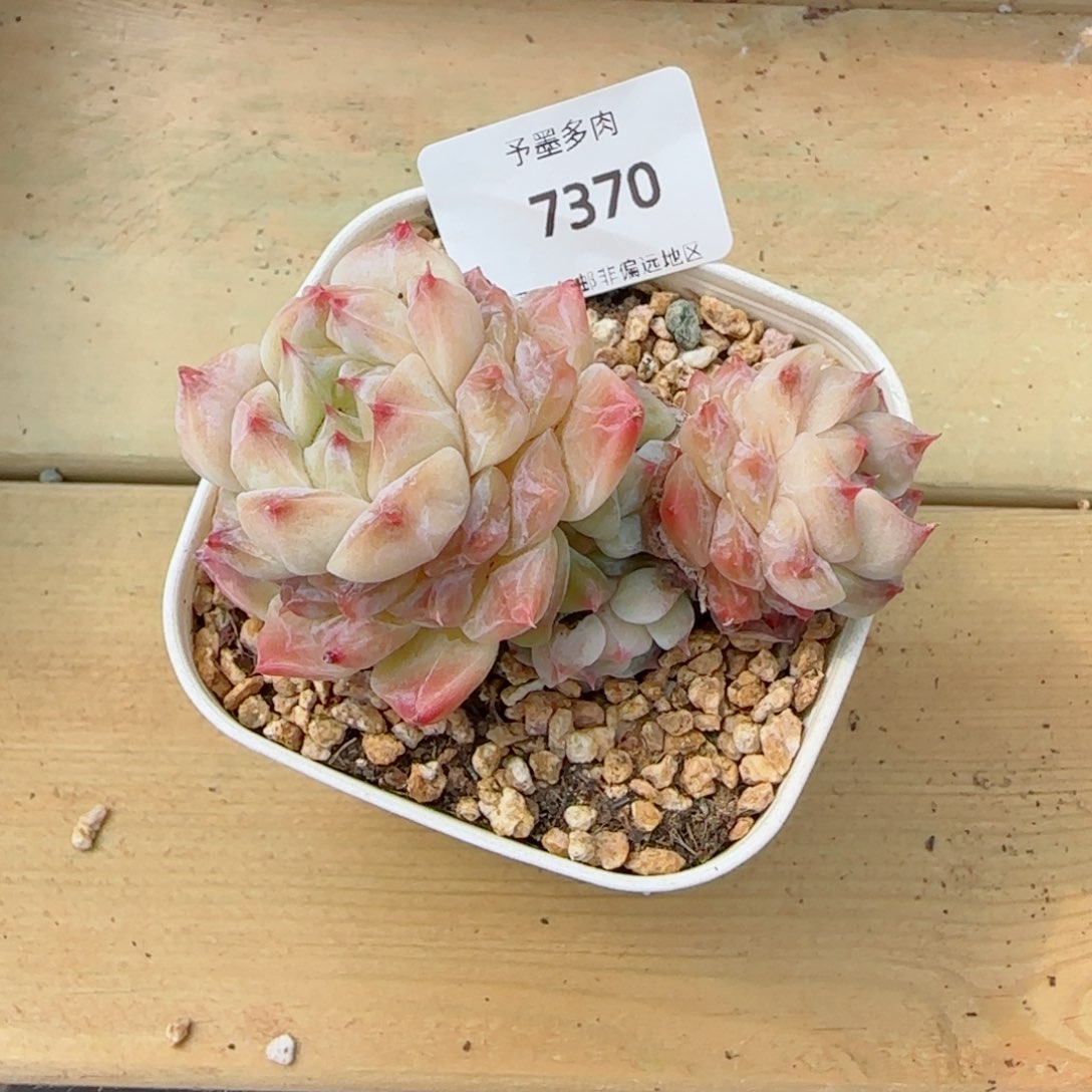 冰魄群，7370多肉