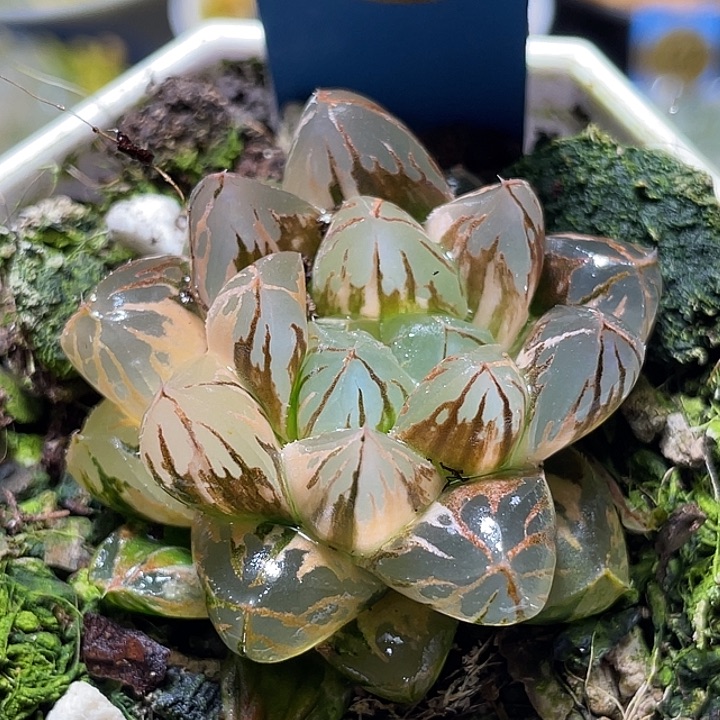 778水晶实生锦福利一物