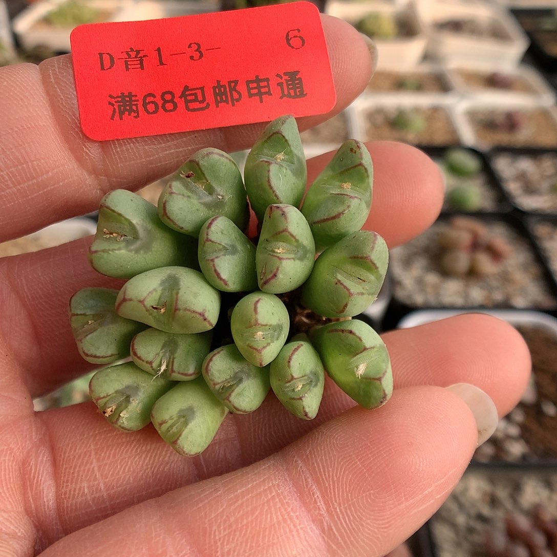 1-3-6 九烟玉一群