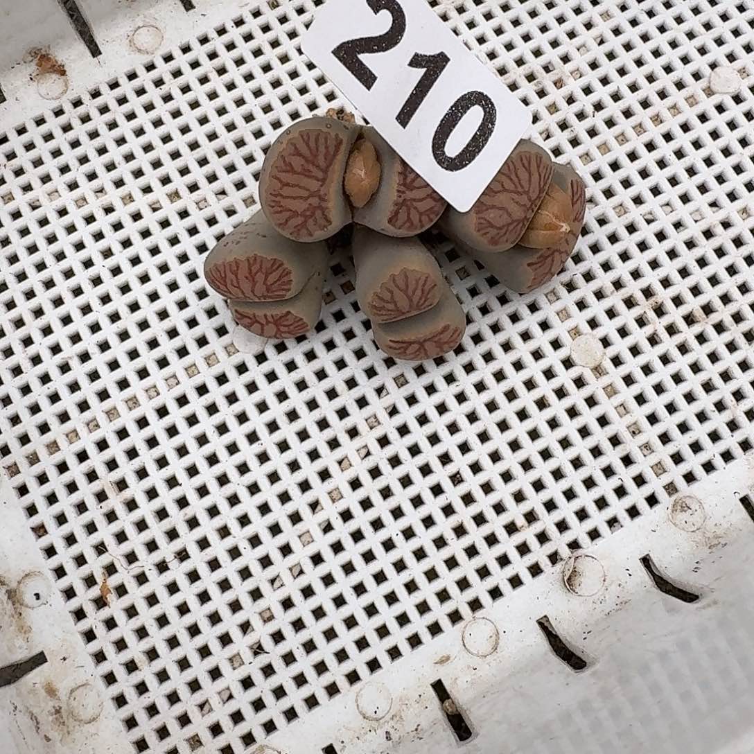 飞***天生石花一物一拍4头210