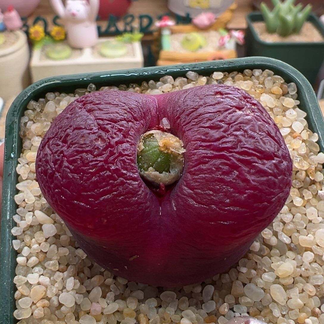 179。优选紫红体超毛大母本。3.5厘米