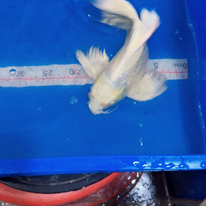 海水鱼蝴蝶鲤包邮60