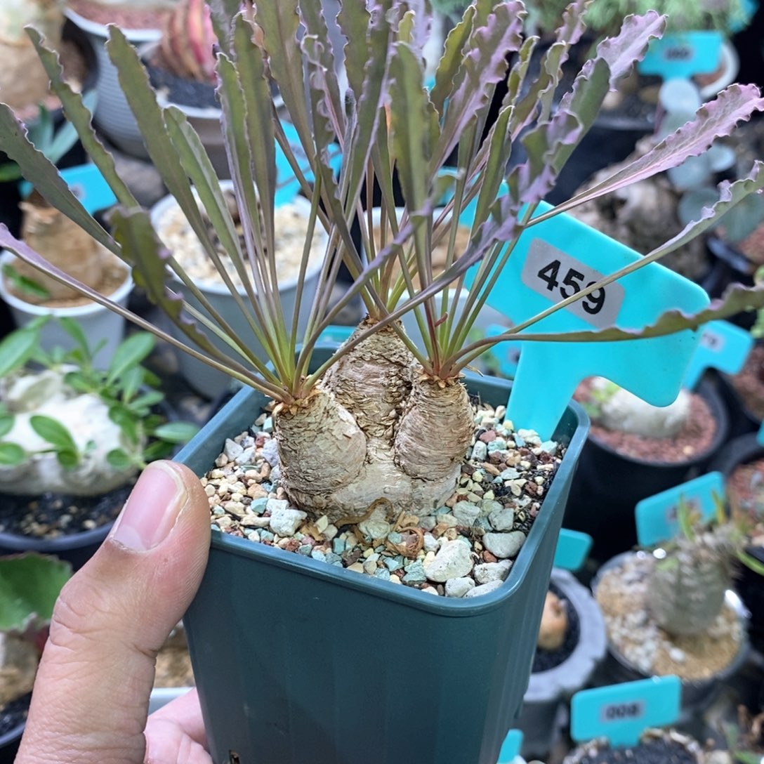 波涛大戟多肉植物