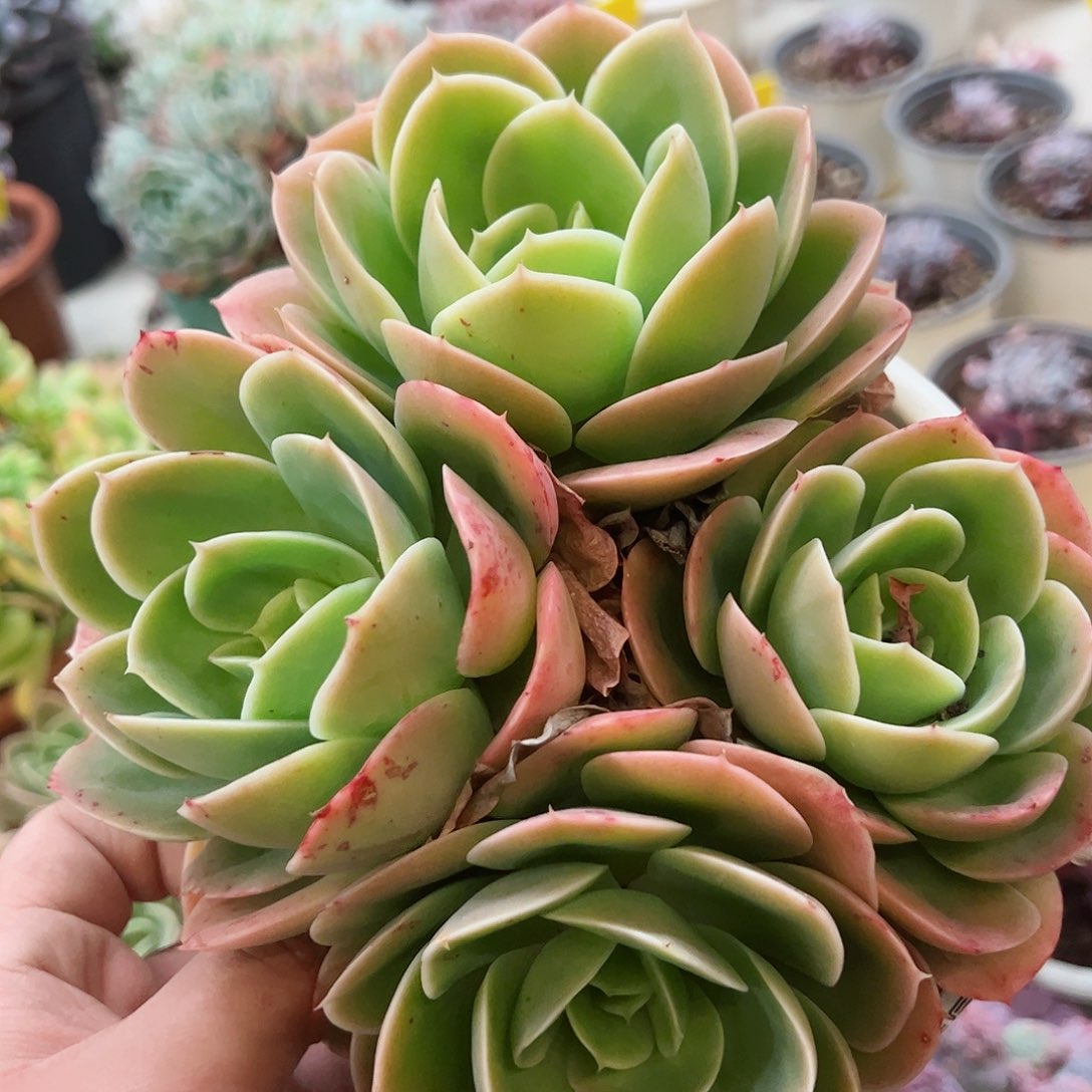 星娜塔四头起大盆