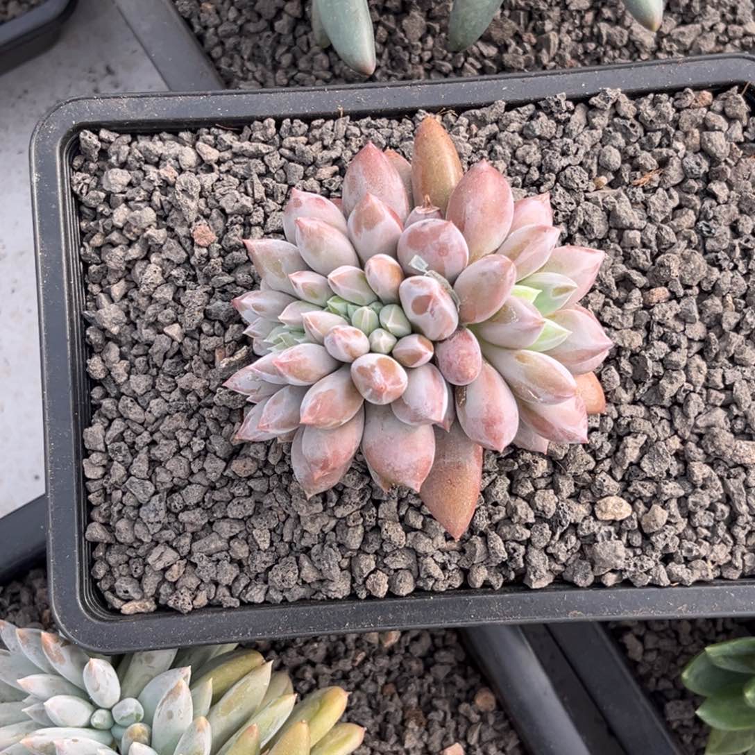 海豚体哥特多肉植物135