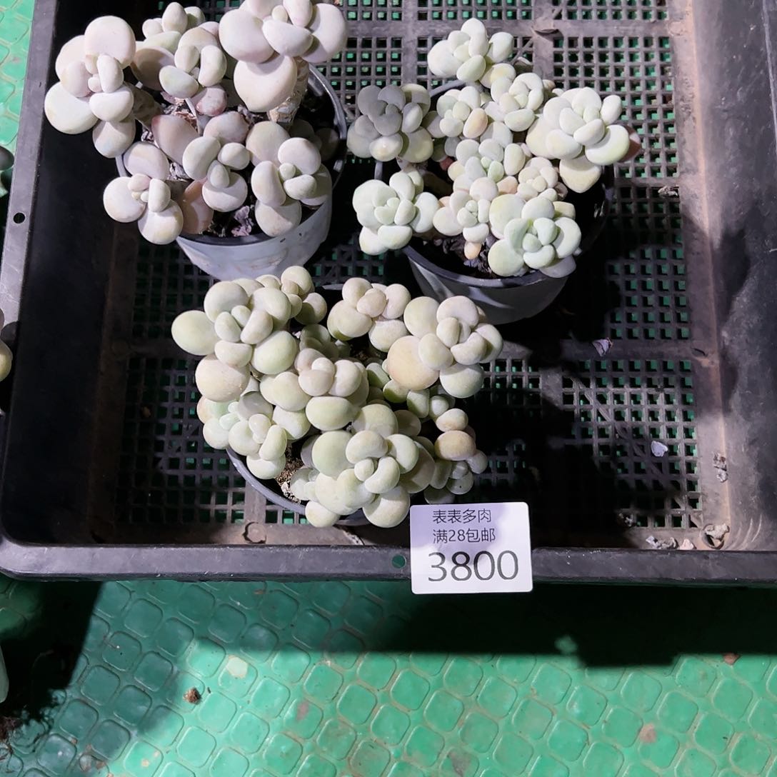 9号з**з我们的确是3800