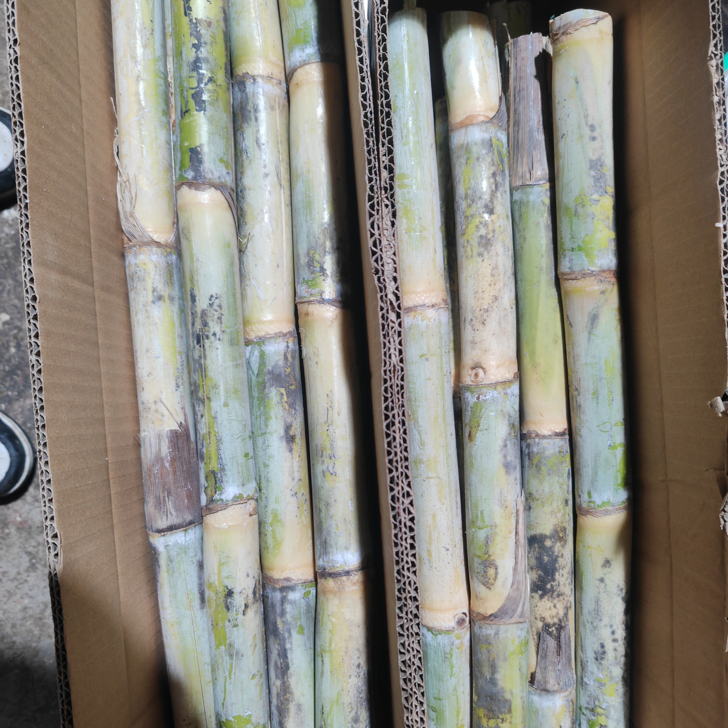 巧家红糖甘蔗，老品种台糖，香甜可口，嘎嘎好吃。