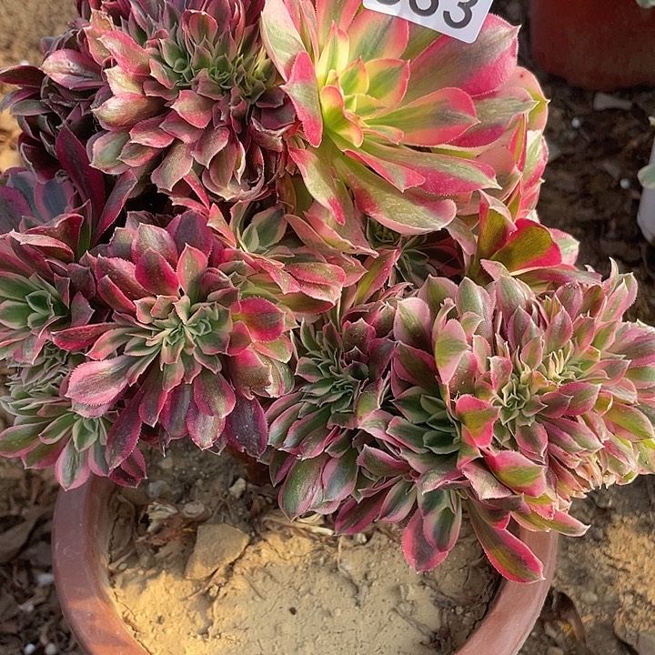 一***梦533女巫缀多肉植物