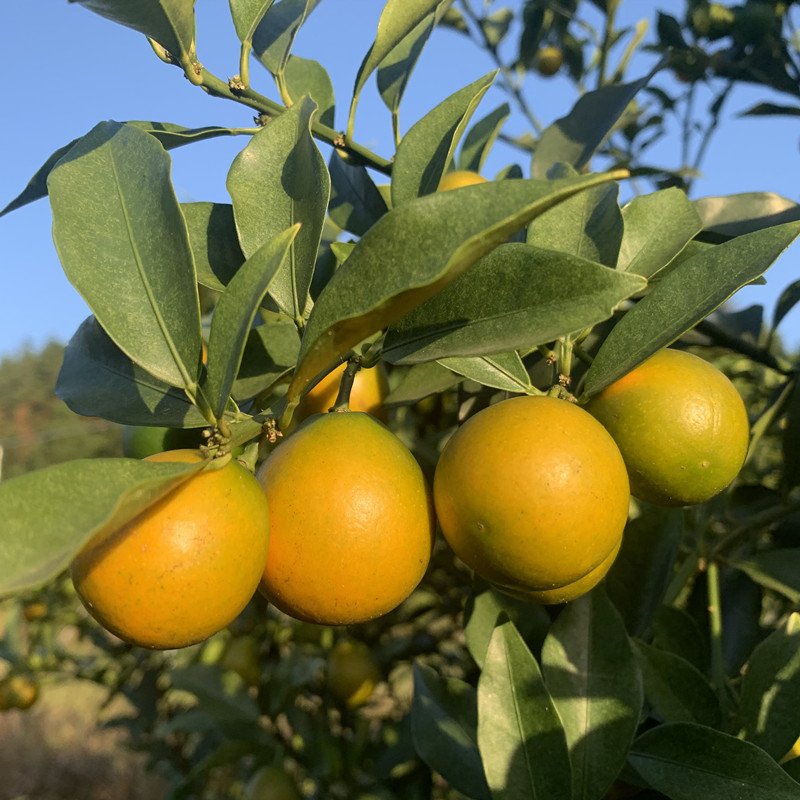 【第二代 3/5斤】正宗融安滑皮金桔新鲜水果广西脆皮金桔纯甜