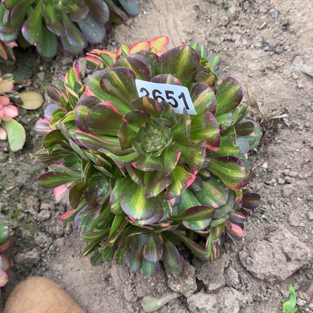 3651--5多头多肉植物