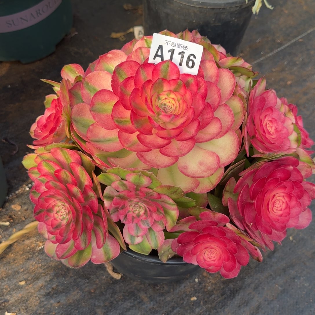 精品多肉植物116