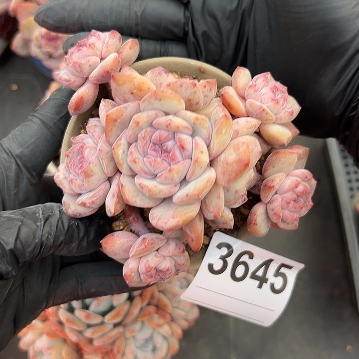 小***83645，八头星影带盆发的时候