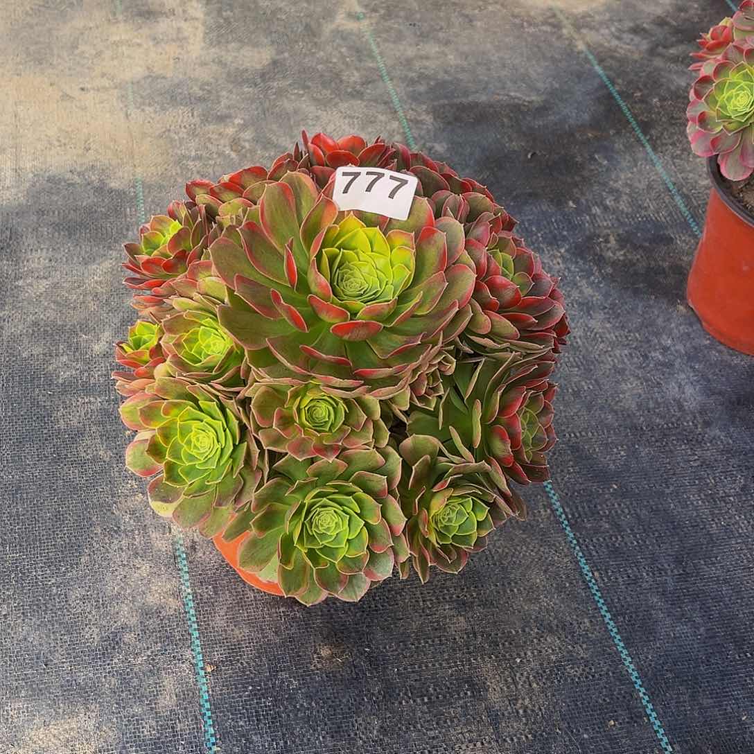 御***合多肉植物一物一拍777