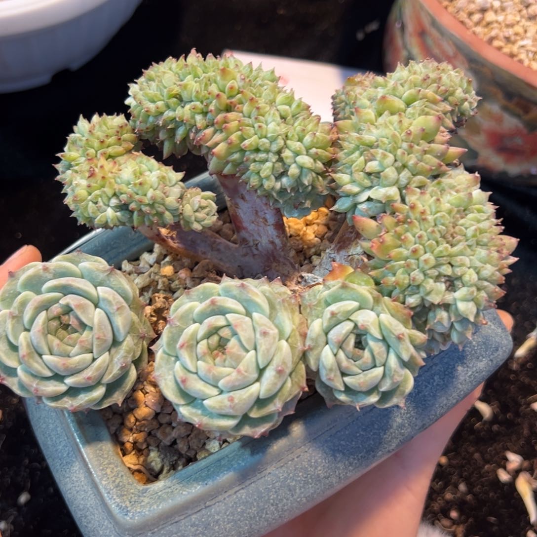 现***后新年快乐 新年快乐 新年快乐