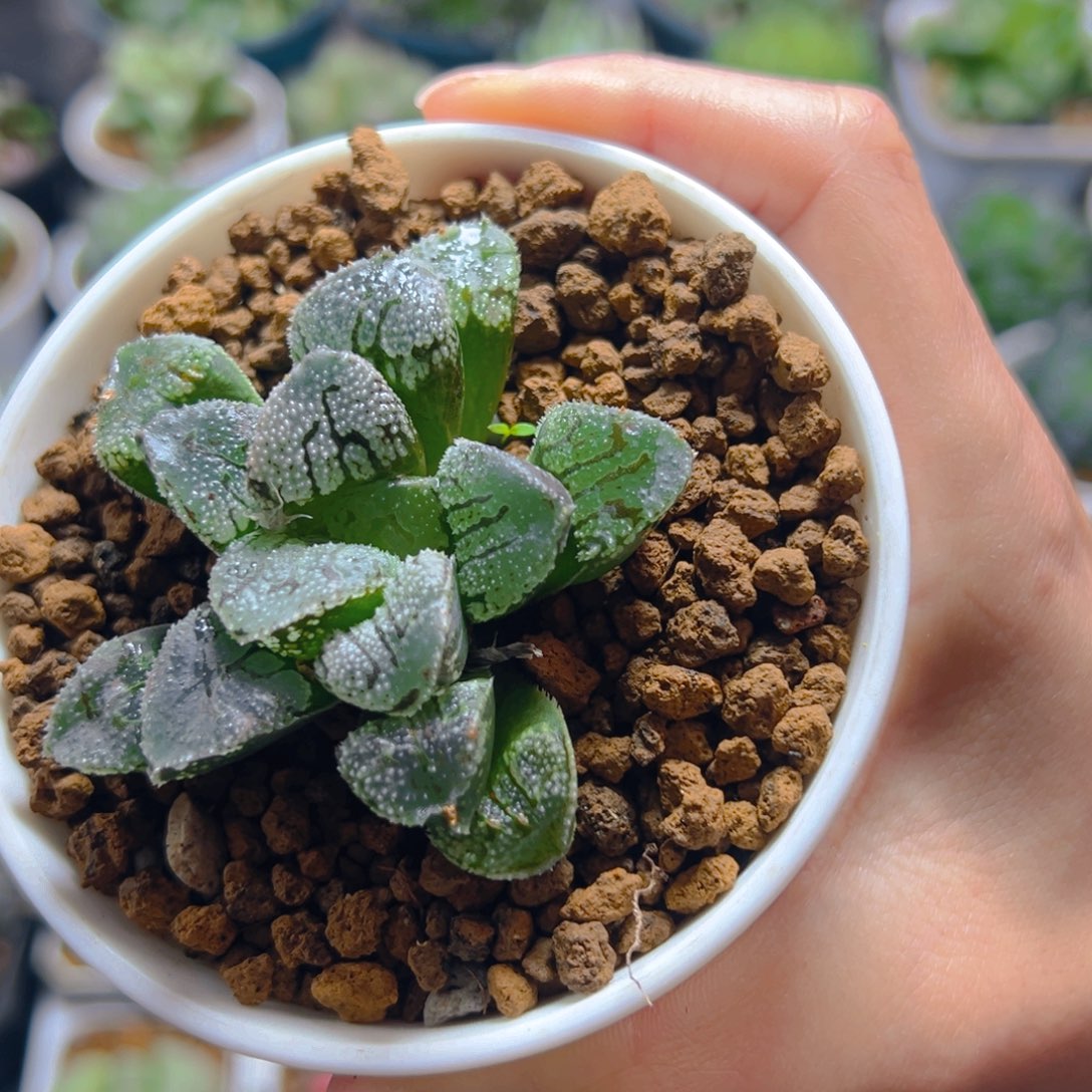 魔多寿多肉多肉多肉