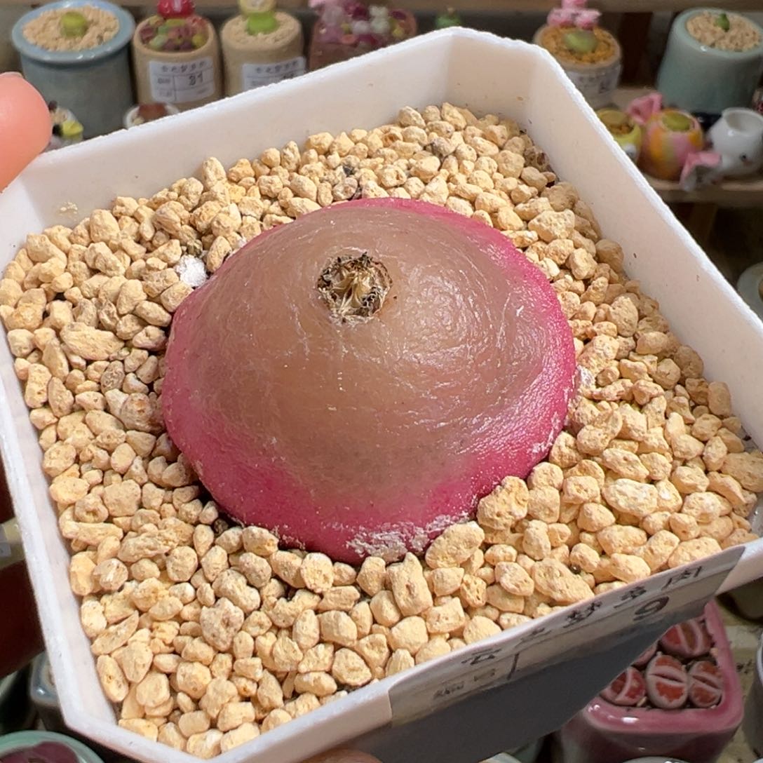 多肉植物89号大灯泡4厘米