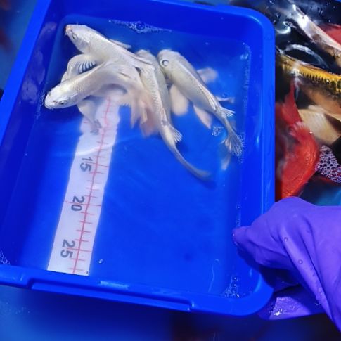 海水鱼精品蝴蝶鲤观赏鱼