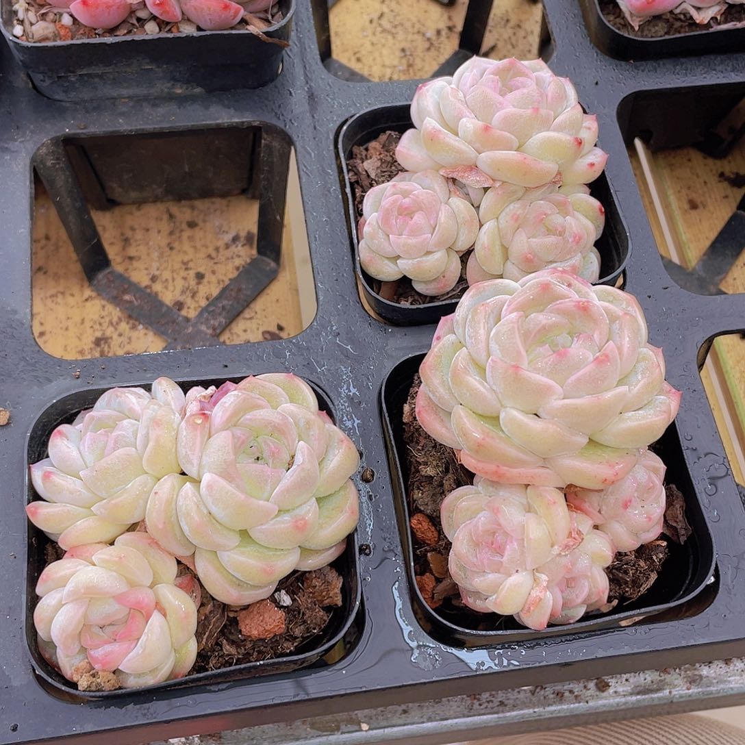 1220号 白底白桃汽水群生不包整一个