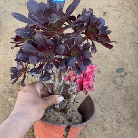 花蝴蝶砍过一物一拍