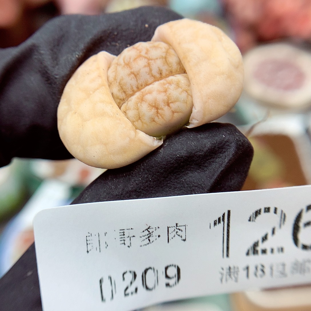 生石花满18包邮9-126