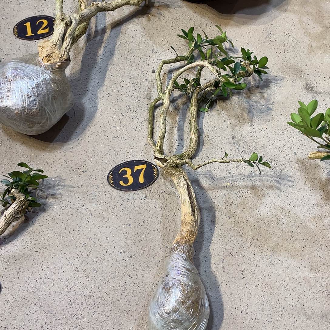 #***#无花朵一起为梦想而加油