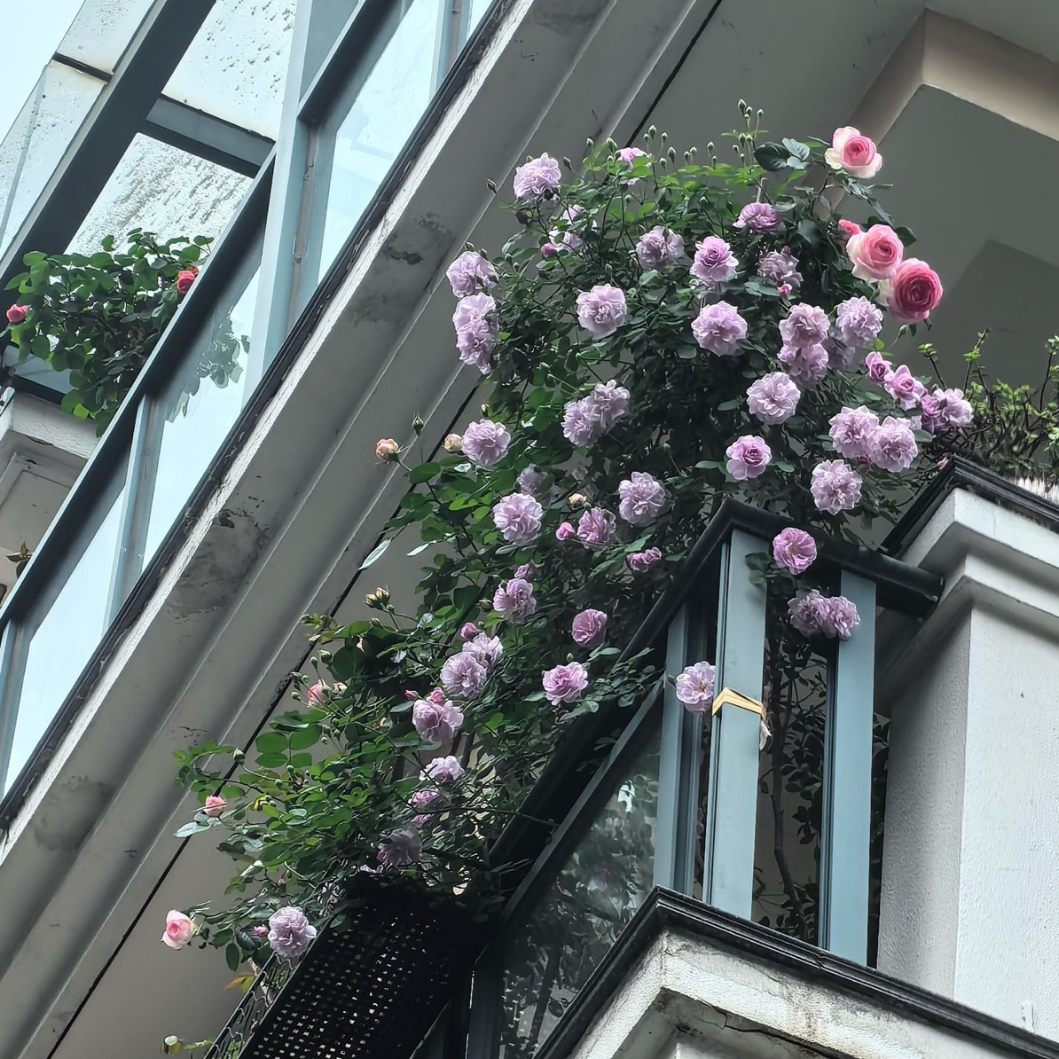 蓝雨爬藤大苗爬藤蔷薇花苗