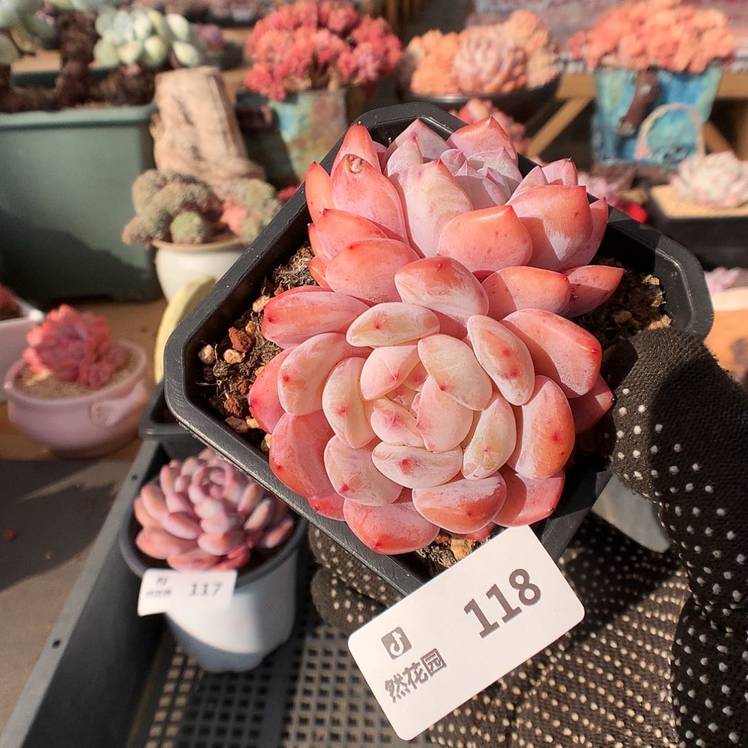 118雪天使多肉植物3633