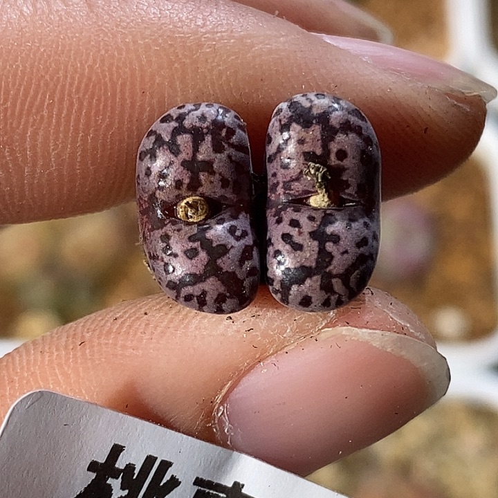 1223-126-半价马克。    