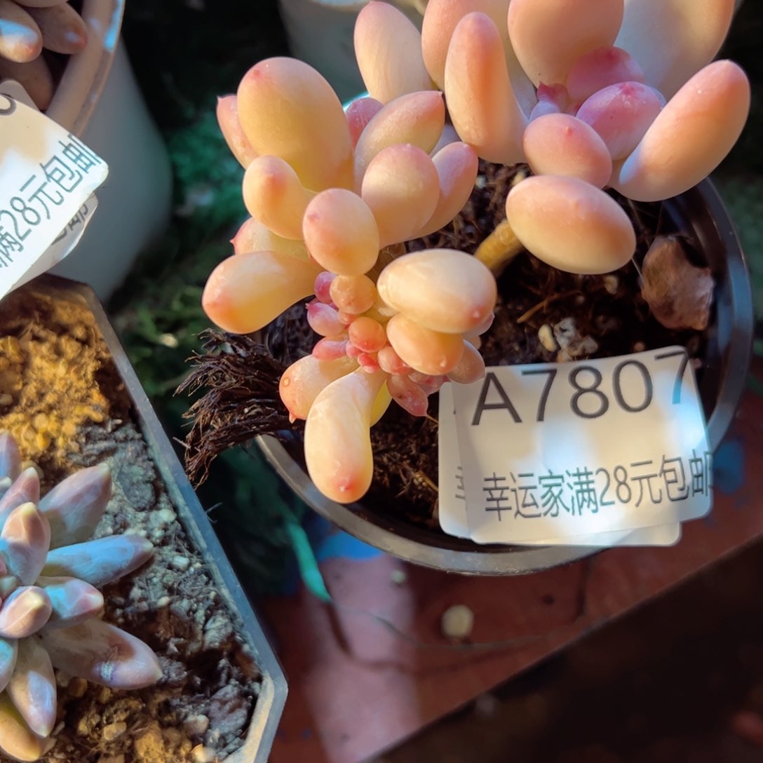 幸运的是我的朋友们