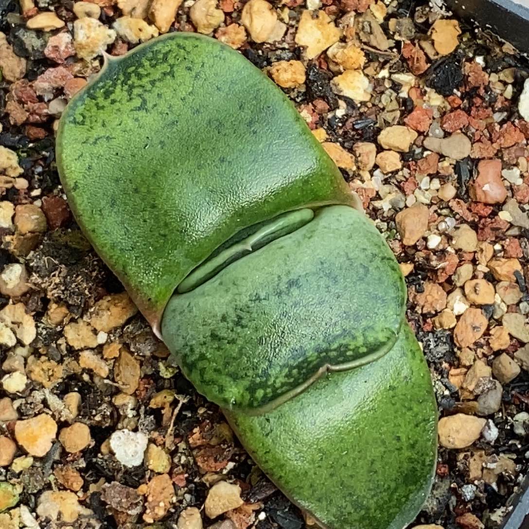 不带盆脱土裸根发货