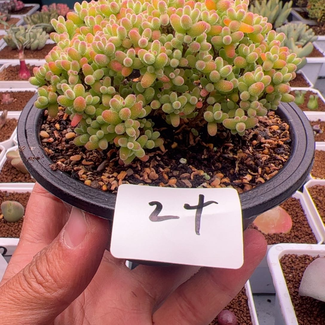 2.16金桔糖球多肉植物24