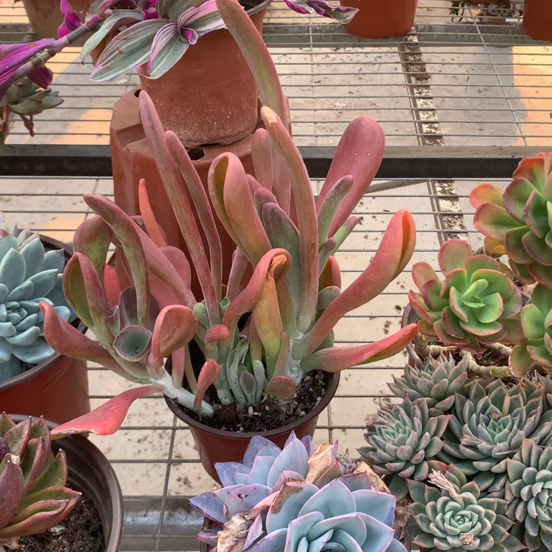 用****9火狐狸多肉植物群生