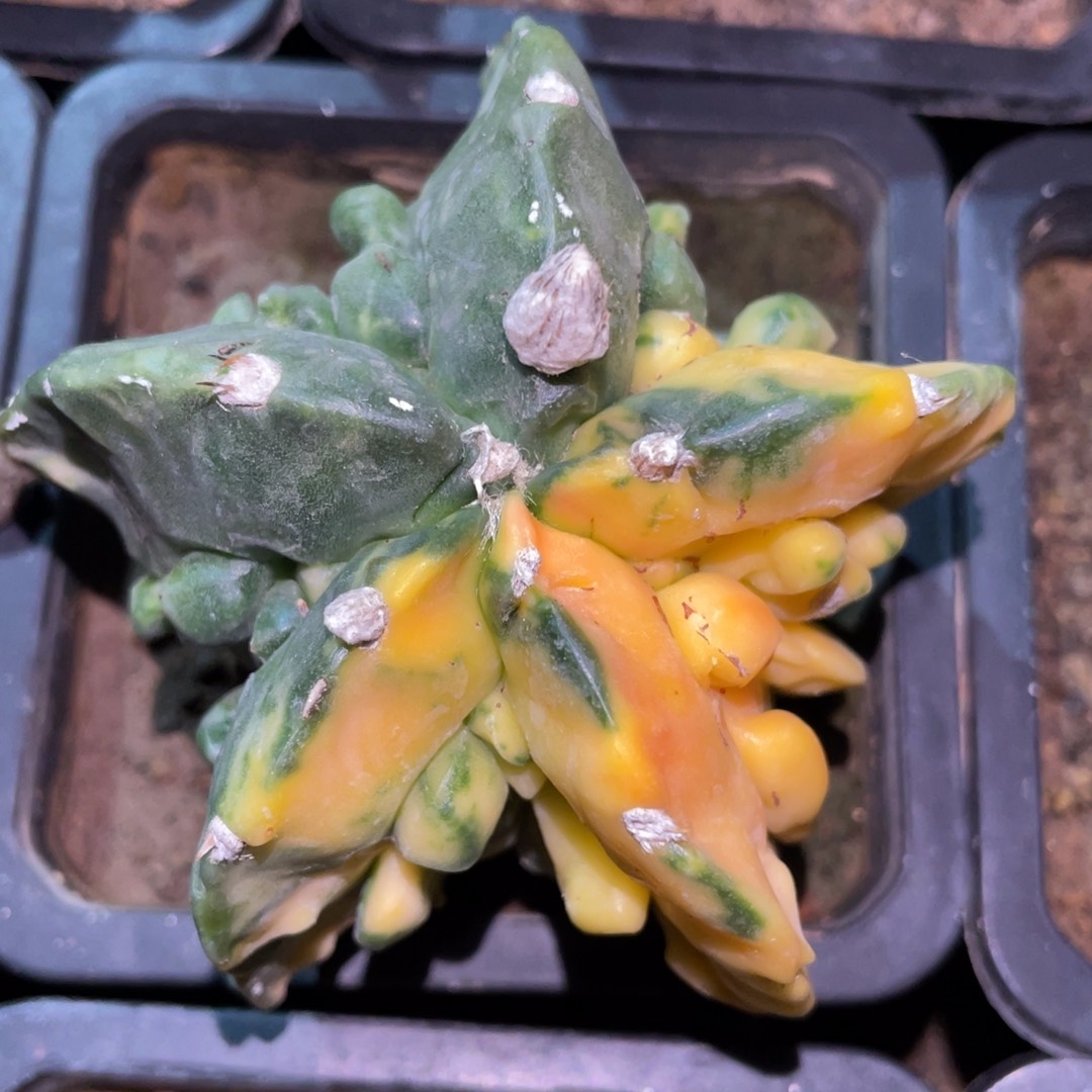 自根阴阳核桃锦 仙人球