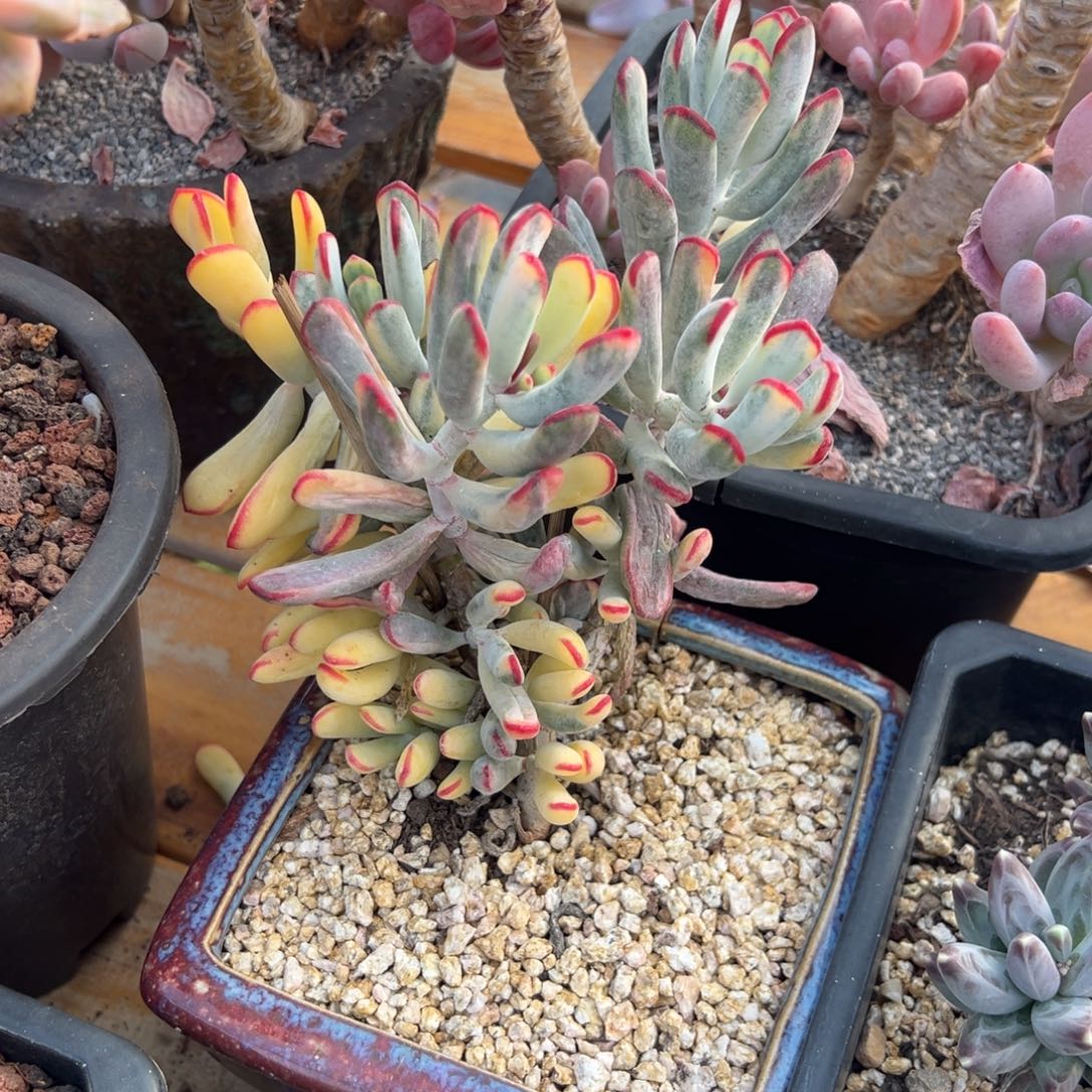 多肉棒叶福娘锦【非偏远满18包邮】