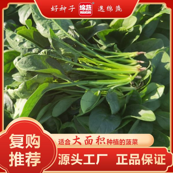 绵蔬【丹菠2000】绿色菠菜小院阳台盆栽都可以种植简单蔬菜种子夏季